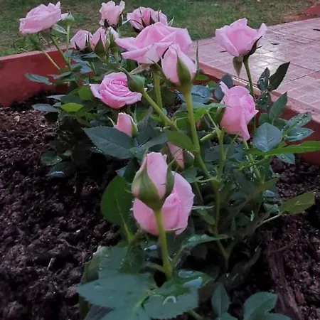 Σπίτι διακοπών Il Giardino Dei Limoni Sìnnai